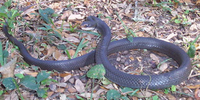 Black Racer Information Facts