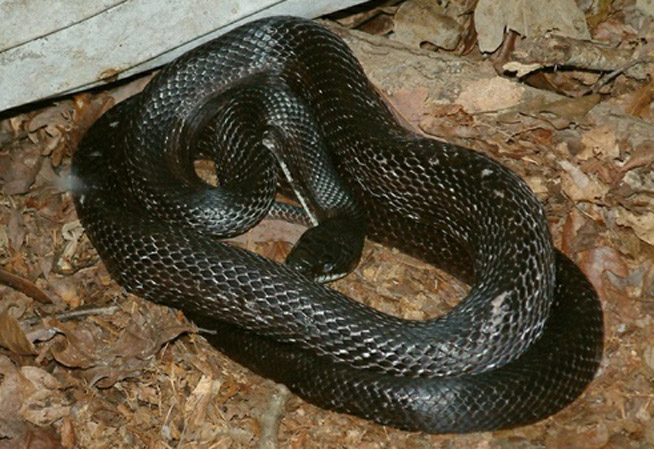 Black Rat Snake Information Facts