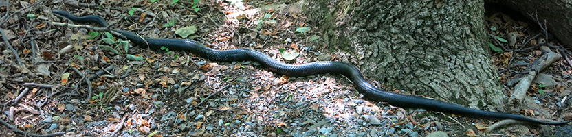 Black Rat Snake Information Facts