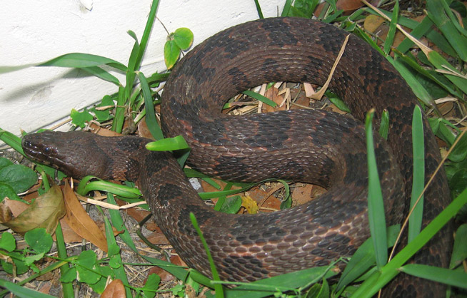 Georgia Brown Snake Diet