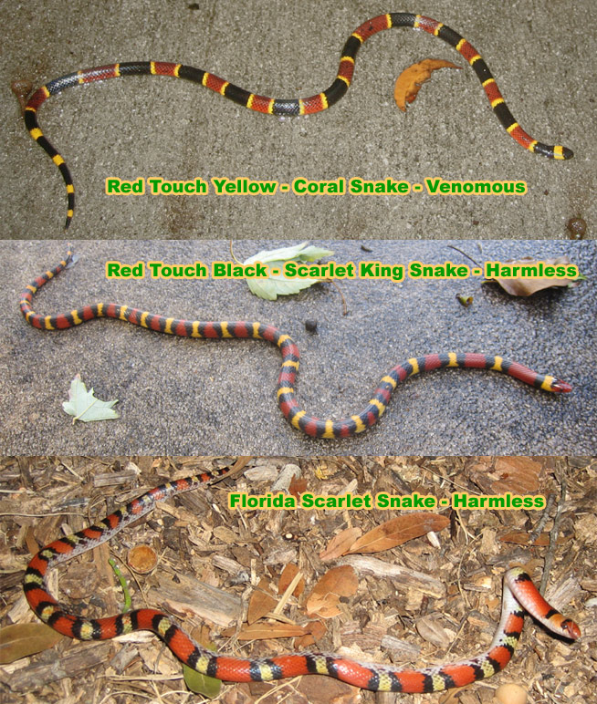 What does a garden snake look like?