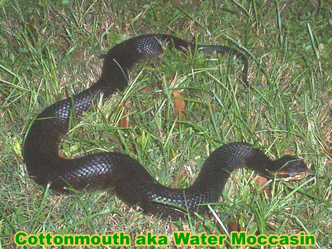 cottonmouth