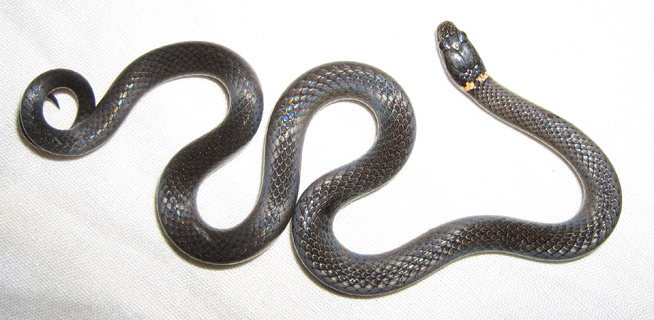 Florida Ringneck Snake Information Facts