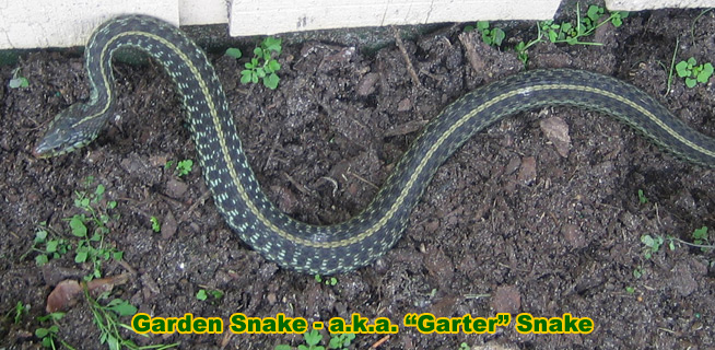 Garden Snake Information Facts Gardener Snake