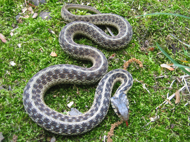 Garter Snake Information Facts