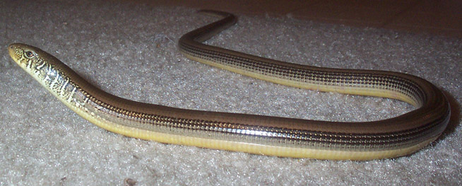 Glass Lizard Information