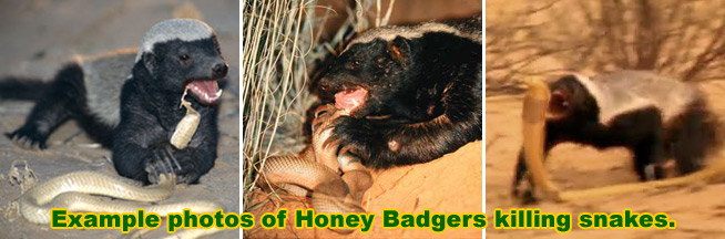 How do Honey Badgers Hunt and Kill Snakes?
