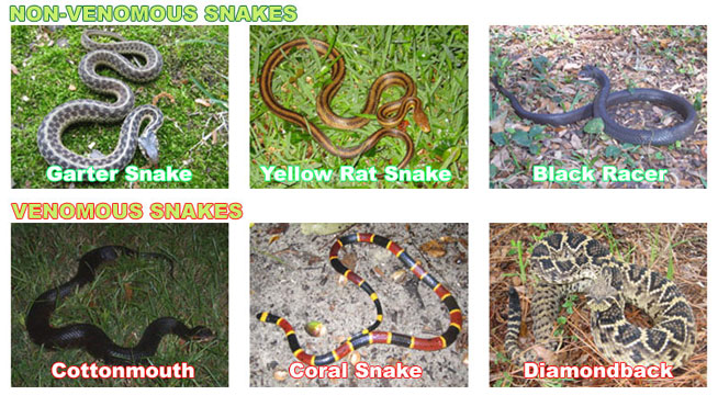 Identifying Vipers: a Guide to Different Types of Venomous Snakes