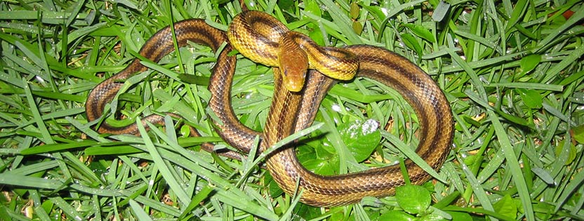 Image result for snake hiding in grass