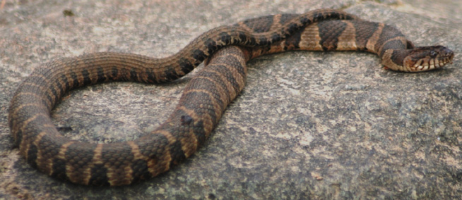 northernwatersnake.jpg