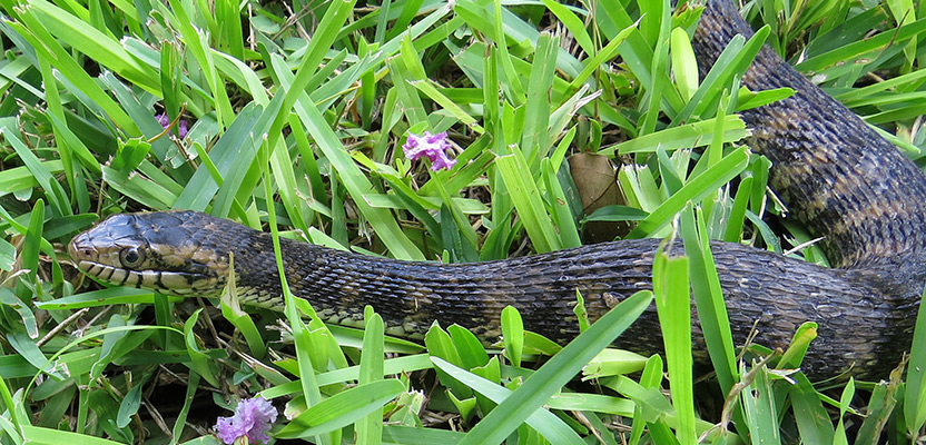 How To Keep Snakes Out Of Your House Or Yard