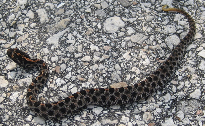How to Get Rid of Pygmy Rattlesnakes?