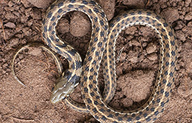 Common Snakes Of Texas