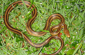 Common Snakes Of Florida