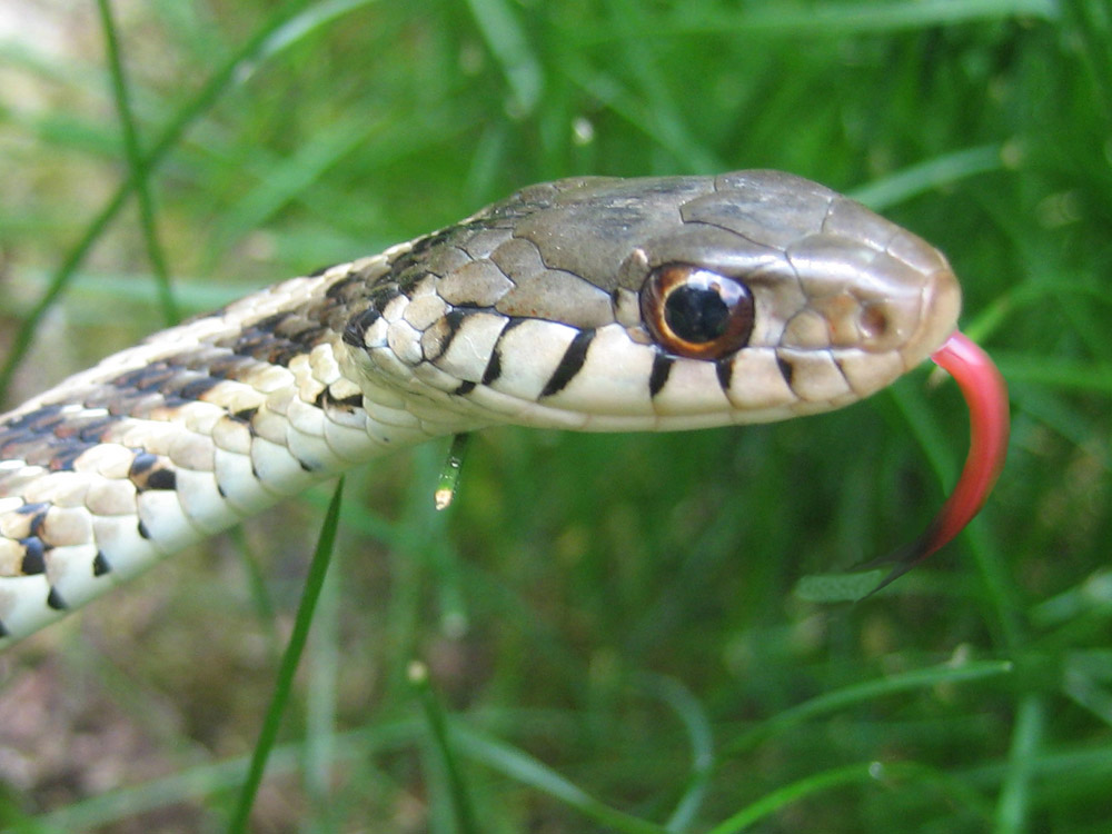 huge garter snake