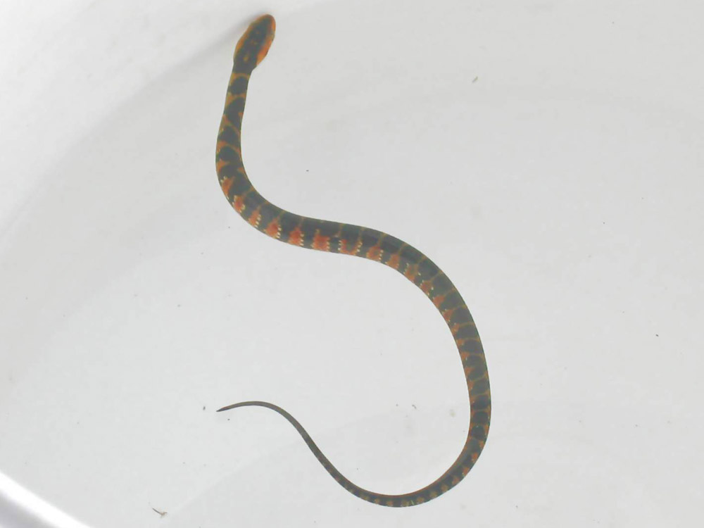 snake florida mud snakes removal trap rid