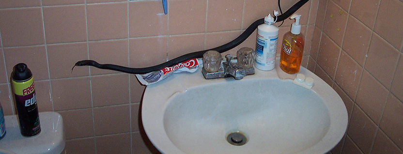 http://www.snake-removal.com/plumbing.jpg