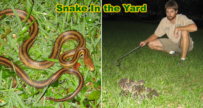 How To Keep Snakes Out Of Your Yard