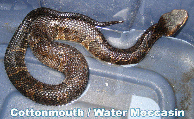 Venomous Snake Catcher, Cottonmouth - North Florida