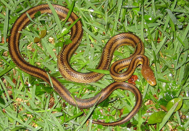 yellow rat snake teeth